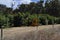 Worker in cherry picker picking fruit avocados in orchard