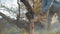 Worker chopping wood outdoors. An axe cuts through a wooden log in haze