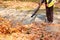 Worker cleaning falling leaves in autumn park. Man using leaf blower for cleaning autumn leaves