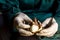 Worker cleans the daffodilâ€˜s bulb