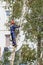 the worker climbed high on a tree and with the help of a chainsaw cut the branches of a tree