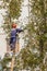 the worker climbed high on a tree and with the help of a chainsaw cut the branches of a tree