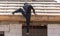 Worker climbs the boards on the roof