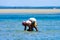 Worker collecting mussels in Mozambique coast
