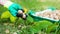 Worker collecting walnuts from the grass