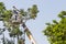 Worker on crane cutting tree branches with a chain saw