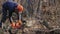 Worker cuts a felled tree trunk with a chainsaw