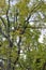 Worker cuts off tree branches by chainsaw. Banska Stiavnica, Slovakia.