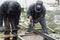 Worker cutting metal with angle grinder machine for welding iron. Close up of circular grinder disc and electric sparks. Workers