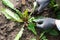 Worker dig weeds dandelions in vegetable beds, gardener keeps weeds and gardening tool  in black soil background