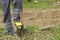 Worker digs soil with shovel in the vegetable garden