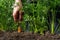 Worker digs up carrots, person harvesting carrots