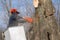 Worker felling maple tree