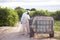 Worker fumigating plantation of lemon trees in Spain