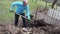 Worker gardener load compost with fork in old rural wheelbarrow