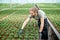 Worker in the greenhouse of plant production