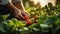 worker hand picking strawberry from the strawberry plant in the garden Generative AI