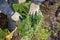 Worker Handling a Green Kale Plant for Harvesting