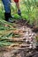 Worker harvesting garlic plants in the garden, vegetables harvested by woman in farmers field