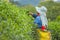 Worker harvesting green tea