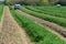 Worker in harvesting machine, green asparagus harvest on field with rows of ripe organic asparagus vegetables