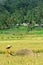 Worker during harvesting paddy season