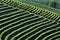 Worker harvesting tea