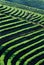 Worker harvesting tea