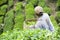 Worker Harvesting Tea Leaves