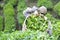 Worker Harvesting Tea Leaves