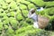 Worker Harvesting Tea Leaves