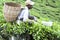 Worker Harvesting Tea Leaves