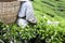 Worker Harvesting Tea Leaves