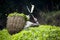 Worker Harvesting Tea Leaves