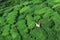 Worker Harvesting tea, top view