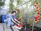 A worker harvests of red ripe tomatoes in a greenhouse