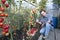 A worker harvests of red ripe tomatoes in a greenhouse