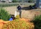 Worker harvests tomatoes in the greenhouse of transparent polycarbonate