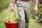 Worker Holding Bucket filled with White Grapes