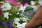 Worker holding secateurs and cutting white flower.