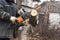 Worker holds a chainsaw and cuts a tree. Sawdust fly