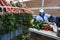 A worker at the La Compania Rose Plantation in Ecuador packs roses in the processing factory.