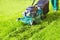 Worker with lawnmower mows green grass.