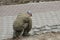 Worker lays a stone tile on the road