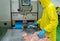 Worker load chicken tenderloin on conveyor belt to auto cutting machine