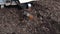 Worker loosens the soil with a tractor cutter in the yard of a private house.