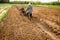 Worker machinery plowed in field