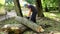 Worker man sawing tree trunk into pieces with chainsaw.