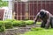 Worker man spread green grass on dirty floor. farmer use fertilizer with golden sand before plant yard