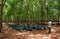 Worker meeting at rubber plantation